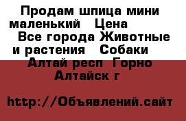Продам шпица мини маленький › Цена ­ 15 000 - Все города Животные и растения » Собаки   . Алтай респ.,Горно-Алтайск г.